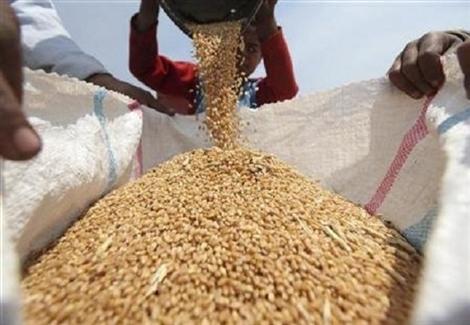تقرير أمريكي: تراجع كبير في واردات مصر من القمح خلال أول 5 أ