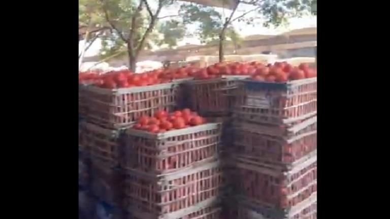 تراجع أسعار الخضروات في سوق العبور: الطماطم والبصل والكوسة
