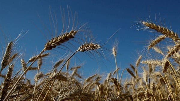  مصر تحظر تداول القمح المحلي حتى نهاية أغسطس