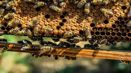 هل يدمر عسل النحل خلايا سرطان الثدي؟.. دراسة تجيب