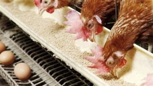 نقابة البيطريين تطالب بتطبيق قانون منع تداول الطيور الحية بعد زيادة أسعارها