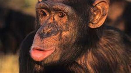 الإنسان الأول كان يصيح مثل القرود.. كيف تعلم البشر الكلام واللغة؟