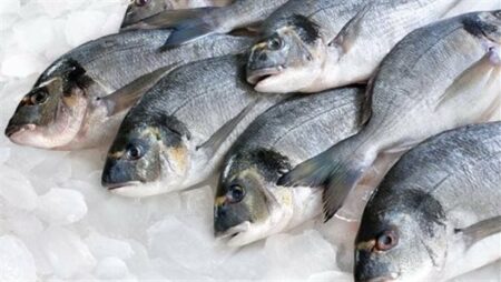 تعرف على سعر الأسماك اليوم الأربعاء12-10-2022 بالأسواق المصرية