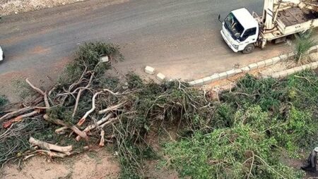 منير عبد النور عن إزالة الأشجار بالزمالك لإقامة جراج: اعتداء وتشويه للبيئة والطبيعة | فيديو