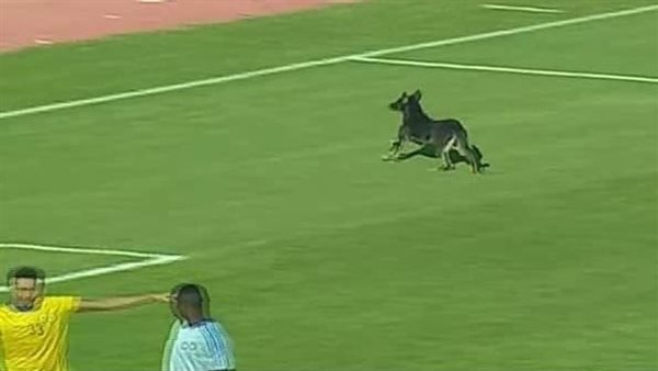 كلب يقتحم مباراة الإسماعيلي وسموحة في الدوري | فيديو