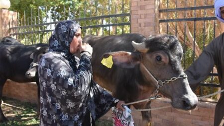 الزراعة: توزيع 35 رأس ماشية مجانا للسيدات الأكثر احتياجا بأسوان