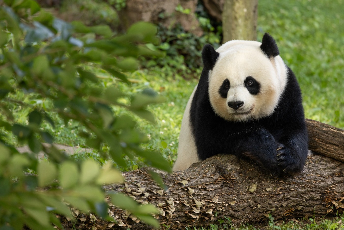 giant panda leaning over a log