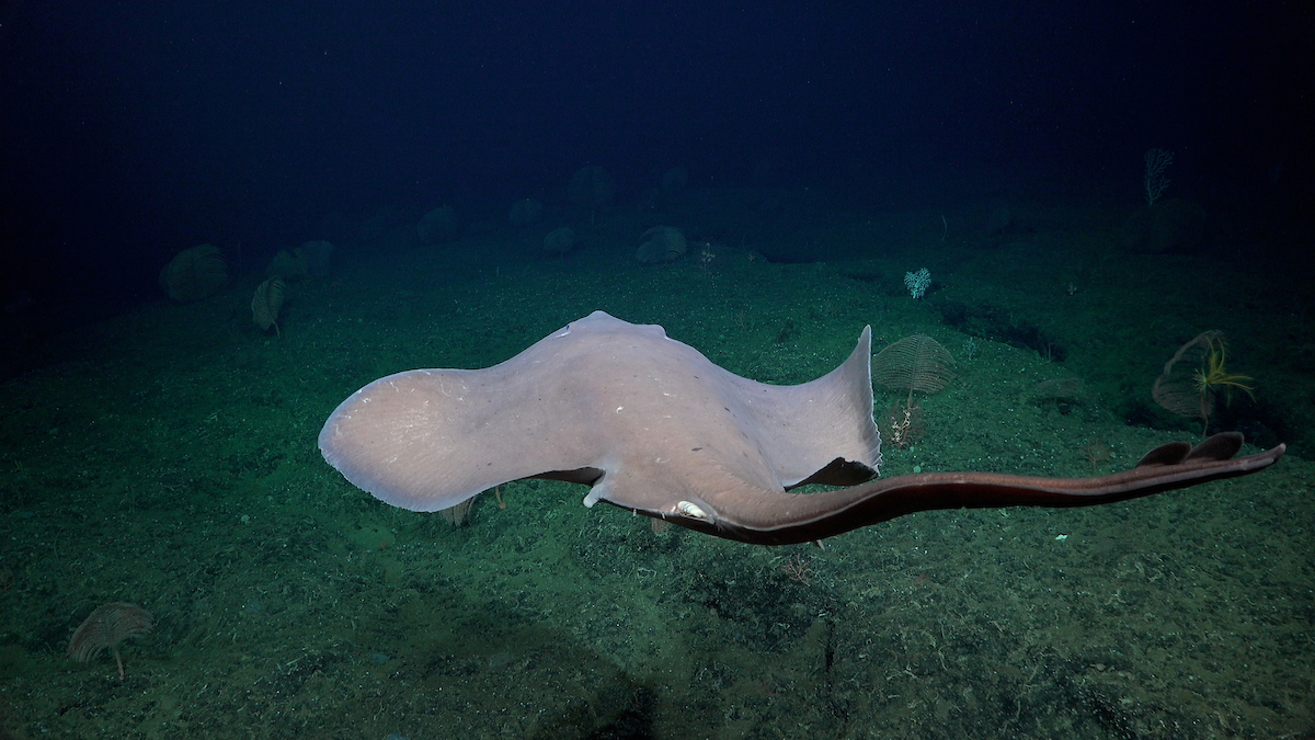 A large grey skate swims away from the camera above the dark sea floor.