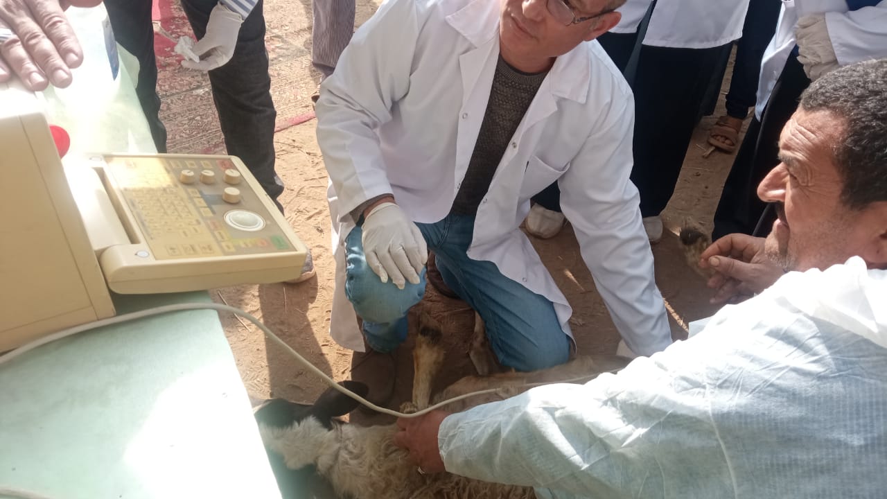 محافظ الجيزة: تحصين 168 ألف رأس ماشية ضد الحمى القلاعية