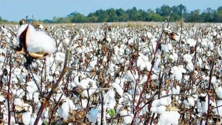 مصر تصدر قطن لإيطاليا بقيمة 64 مليون دولار خلال 9 أشهر