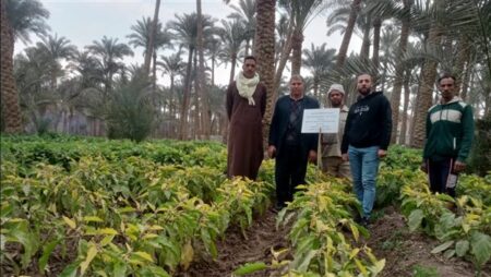 "المركزي للزراعة العضوية" يجري تجارب حقلية لتقييم فاعلية المبيدات الحيوية في مكافحة النيماتودا