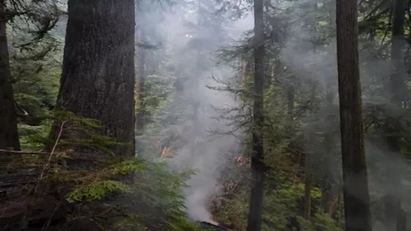 عمرها 450 عاما.. حريق يلتهم شجرة "التنوب دورنر" التاريخية في أوريغون (صور)