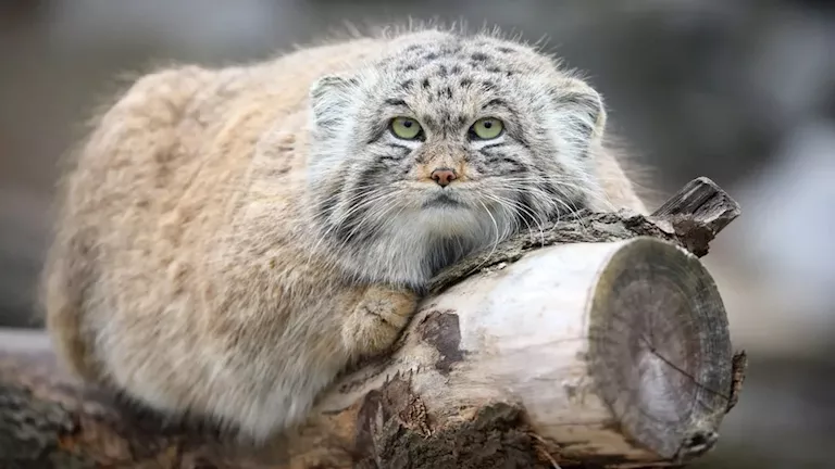 يقف على ذيله وينبح كالكلاب.. 10 صور لقط بالاس أحد أقدم القطط في العالم يقف على ذيله وينبح كالكلاب.. 10 صور لقط بالاس أحد أقدم القطط في العالم