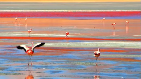 منها ما يحول الحيوانات إلى حجر.. تعرف على أغرب 15 بحيرة في العالم (صور)