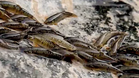 أسماك صغيرة تتسلق شلالا شاهقا في البرازيل بطريقة مذهلة "فيديو"