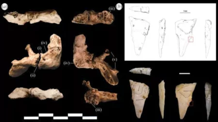 اكتشاف عظام تعود لإحدى أقدم جرائم القتل في التاريخ "صور"