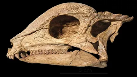 اكتشاف صغار ديناصورات برؤوس مقببة في منغوليا