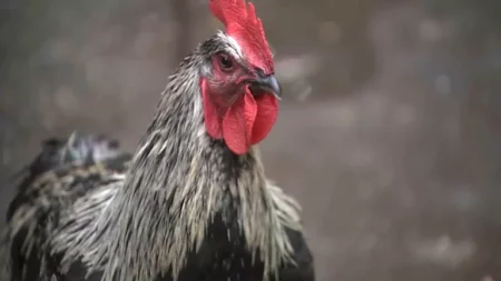 كم دجاجة لازمة لقتل فيل؟.. تعرف على أغرب الأسئلة المطروحة لـ"شات جي بي تي" كم دجاجة لازمة لقتل فيل؟.. تعرف على أغرب الأسئلة المطروحة لـ"شات جي بي تي"