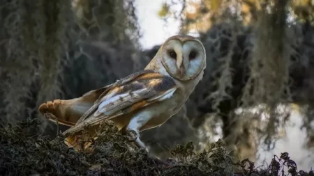 أفضل السمع في العالم الحيواني.. من يسمع ما لا نسمعه نحن؟