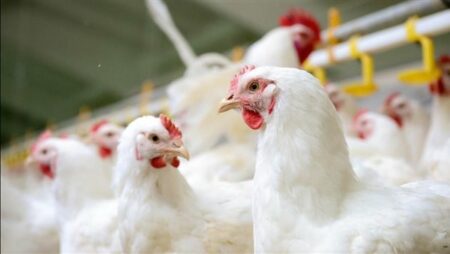 أسعار الدواجن في الأسواق المصرية اليوم السبت