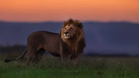 25 صورة مذهلة من أعماق الأدغال والحياة البرية