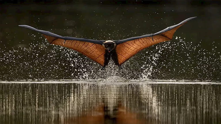 25 صورة فائزة في جوائز كروماتيك العالمية تخطف الأنظار 25 صورة فائزة في جوائز كروماتيك العالمية تخطف الأنظار