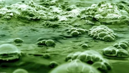 اكتشاف طاقة من الطحالب أقوى 100 مرة من التقليدية "تفاصيل"