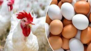 سعر الفراخ مساء اليوم 28 نوفمبر 2025