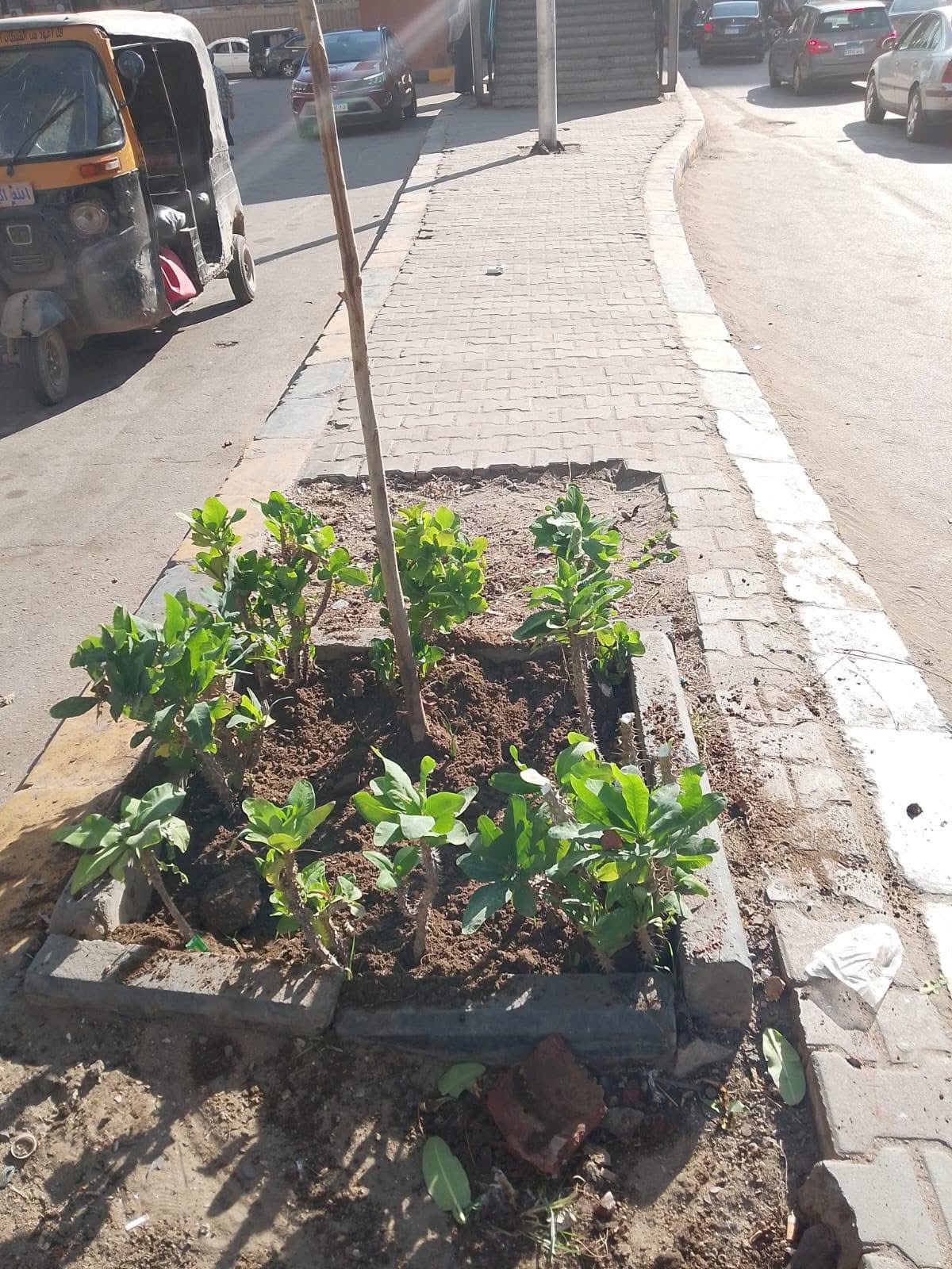 محافظة الجيزة يتابع جهود دعم المسطحات الخضراء وحملات النظافة بالشوارع