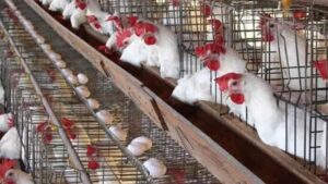 أسعار الدواجن والبيض السبت الموافق 13 ديسمبر 2025