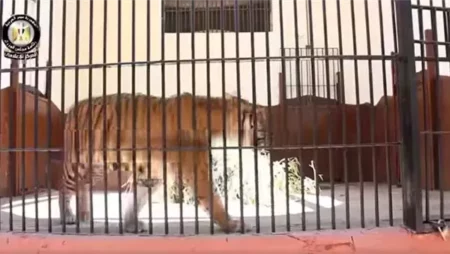 أخبار حديقة الحيوان بالجيزة.. ولادة جديدة لأيقونة تاريخية تربط الطبيعة بالتراث| موعد الافتتاح المنتظر وسعر التذكرة المتوقع