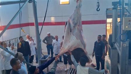 منال عوض: تشغيل تجريبي لمجزري الحبيل والهو بمحافظتي الأقصر وقنا