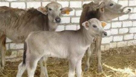 مشروع البتلو| طفرة في إنتاج مصر من اللحوم والألبان.. نائب وزير الزراعة: مشروع البتلو وفر فرص العمل للشباب الخريجين.. الصياد: المشروع يمول شراء الماشية والتغذية ويقدم الإشراف البيطري المستمر مشروع البتلو| طفرة في إنتاج مصر من اللحوم والألبان.. نائب وزير الزراعة: مشروع البتلو وفر فرص العمل للشباب الخريجين.. الصياد: المشروع يمول شراء الماشية والتغذية ويقدم الإشراف البيطري المستمر