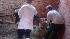 الزراعة: تحصين الماشية بأكثر من 7.5 مليون جرعة للقاحي الحمي القلاعية والوادي المتصدع