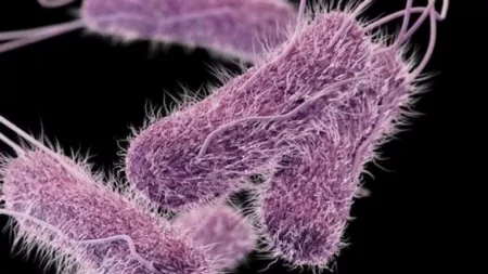 تحذيرات من مرض قاتل ينتشر ويقاوم المضادات الحيوية.. تفاصيل تحذيرات من مرض قاتل ينتشر ويقاوم المضادات الحيوية.. تفاصيل