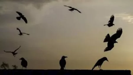 لماذا تغرد الطيور بعد كسوف الشمس؟ دراسة تكشف لماذا تغرد الطيور بعد كسوف الشمس؟ دراسة تكشف