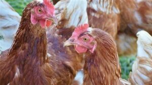 أسعار الدواجن اليوم الأحد 15 فبراير 2026.. اعرف بكام