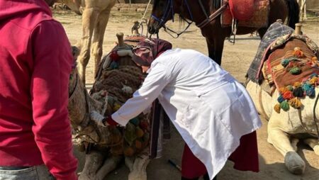 إطلاق قوافل بيطرية مجانية لرعاية الخيول والجمال بالأهرامات إطلاق قوافل بيطرية مجانية لرعاية الخيول والجمال بالأهرامات