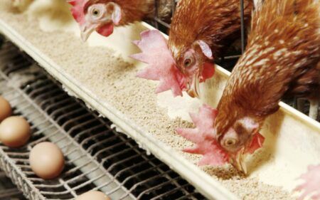 أرباح الإسماعيلية مصر للدواجن تقفز 466% خلال 9 أشهر بدعم من نمو الإيرادات