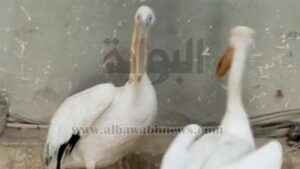 البيئة تواصل شن حملاتها الموسعة بالسويس وجنوب سيناء ومصادرة عدد من طيور البجع