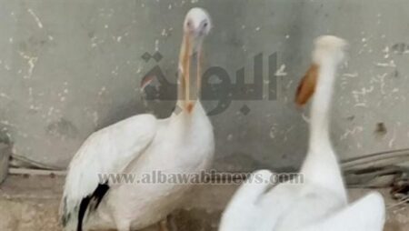 البيئة تواصل شن حملاتها الموسعة بالسويس وجنوب سيناء ومصادرة عدد من طيور البجع البيئة تواصل شن حملاتها الموسعة بالسويس وجنوب سيناء ومصادرة عدد من طيور البجع