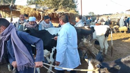 الزراعة: تحصين الماشية بـ 8.5 مليون جرعة ضد الحمى القلاعية والوادي المتصدع الزراعة: تحصين الماشية بـ 8.5 مليون جرعة ضد الحمى القلاعية والوادي المتصدع