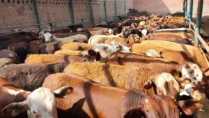 لمربي الثروة الحيوانية والداجنة .. 20 توصية لمواجهة التقلبات الجوية الباردة