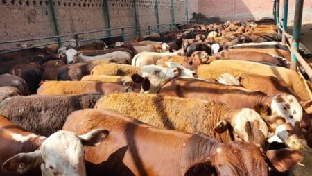 لمربي الثروة الحيوانية والداجنة .. 20 توصية لمواجهة التقلبات الجوية الباردة