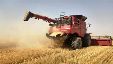 القمح يسجل أسوأ أداء أسبوعي منذ يونيو مع وفرة المعروض العالمي