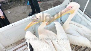 البيئة تصادر طيور البجع من سوق السمك بالإسماعيلية