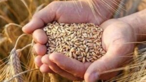 وزارة التموين تحقق زيادة في توريد القمح المحلي أكثر من 4 ملايين طن