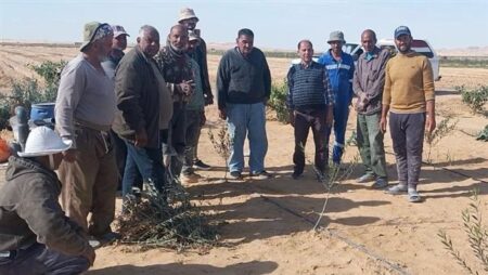 "بحوث الصحراء" يعزز الدعم الميداني لمزارعي سيناء بخطة مرور دوري وتدريبات عملية