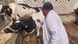 إنجازات الزراعة خلال 2025| طفرة تصديرية واكتفاء ذاتي.. والميكنة تغطي 8.3 مليون فدان