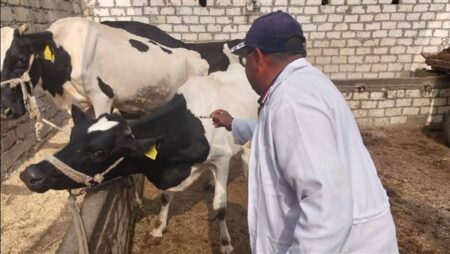 إنجازات الزراعة خلال 2025| طفرة تصديرية واكتفاء ذاتي.. والميكنة تغطي 8.3 مليون فدان